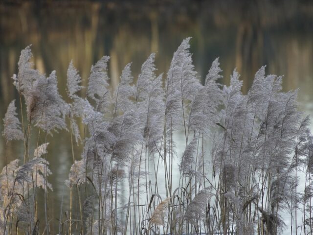 Marais filtrant pour eaux grises : guide d&rsquo;implantation