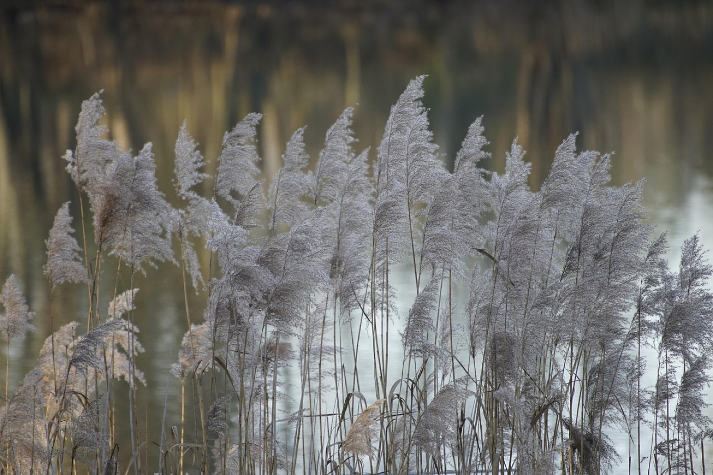 Marais filtrant pour eaux grises : guide d&rsquo;implantation