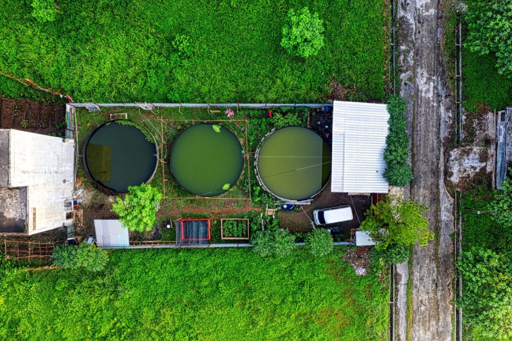 Fosse toutes eaux ou phytoépuration : quelle solution ?