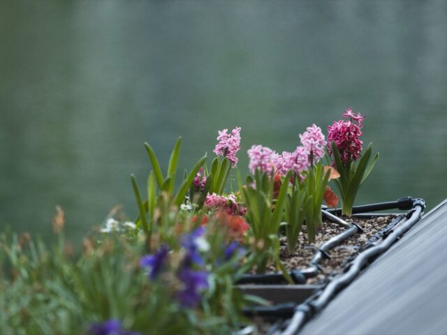 Récupération d&rsquo;eau de pluie pour jardin