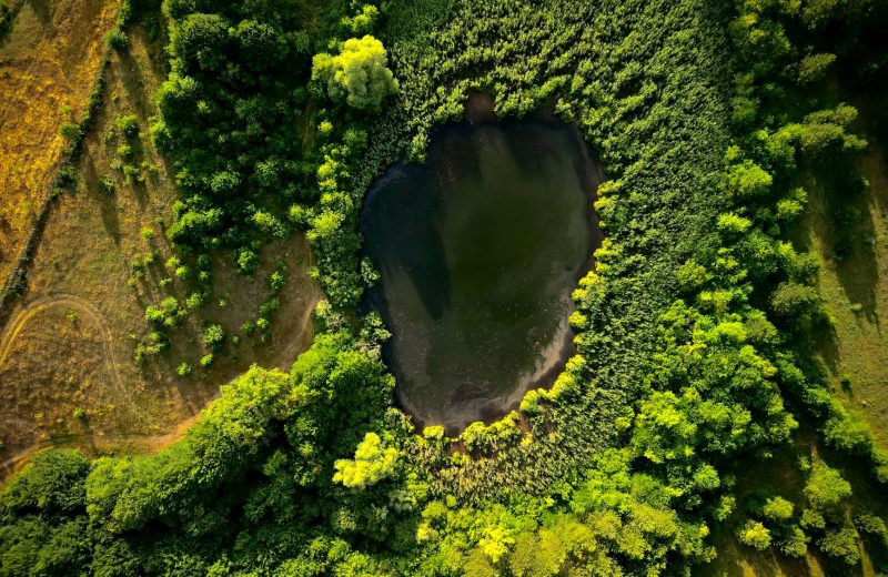 Assainissement naturel : un investissement durable et écologique